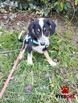 Ράτσα: Άγνωστο - Ημίαιμο | Ηλικία: 4 μηνών | Φύλο: Αρσενικό | Αρ. Microchip: 0000000000000 | Περιοχή: Διόν Όλυμπος, Μακεδονία